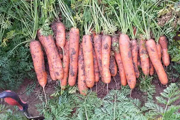 wykopane marchewki z nacią 