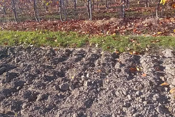 widoczny sad oraz ziemia