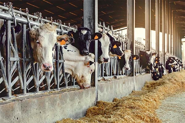 Gdzie może uciekać mleko?