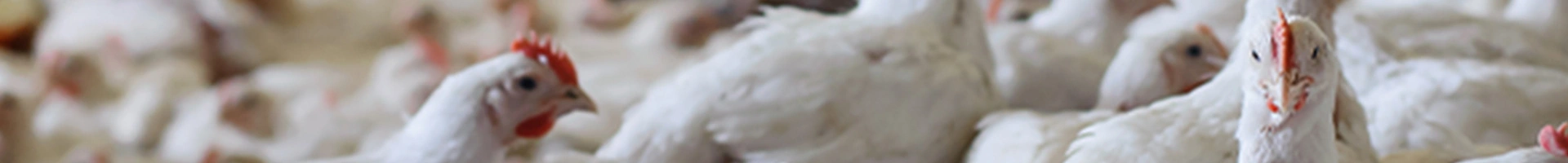 Własne mieszanki paszowe w żywieniu drobiu