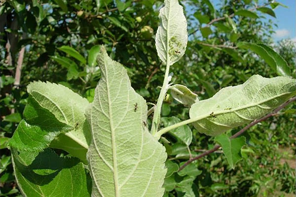 zielone liście zaatakowane przez mszyce w sadzie