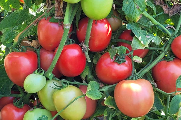 dojrzewające pomidory na krzaku