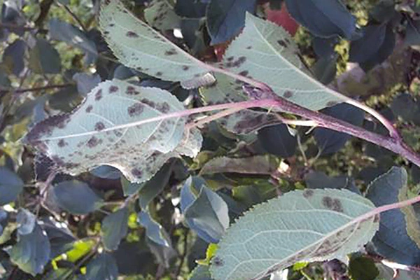 drzewo jabłoni , chore liście 