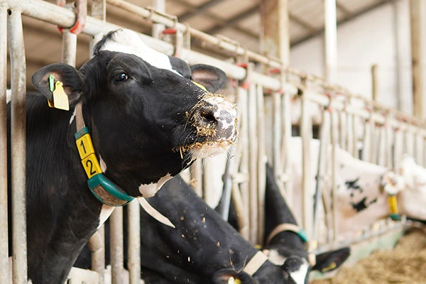 Niedobór białka i energii w okresie rozdojeniowym