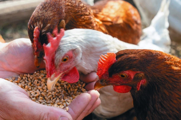 Innowacyjne żywienie niosek