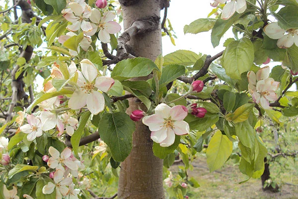 drzewo kwitnącej wiśni w sadzie