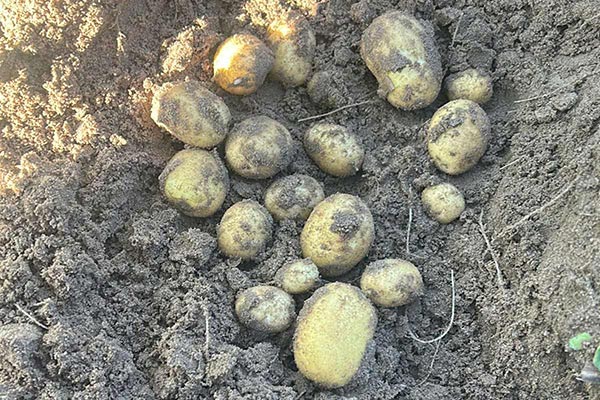 Zdrowe ziemniaki na glebie – wizualny akcent artykułu o ochronie warzyw przed szkodnikami