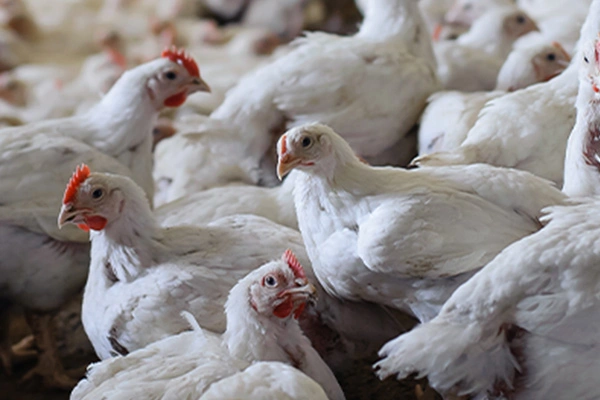 Kiedy w kurniku jest za gorąco