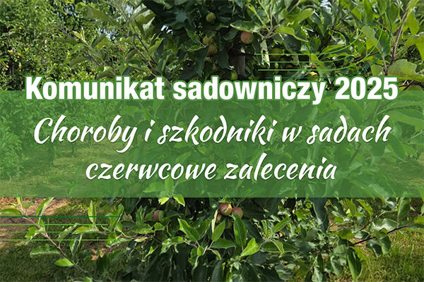 Komunikat sadowniczy 2025 – choroby i szkodniki w sadach, czerwcowe zalecenia na tle drzew owocowych.