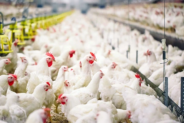 Sprawdzona alternatywa białkowa w żywieniu brojlerów kurzych