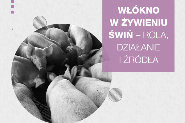 Włókno w żywieniu świń – rola, działanie i źródła