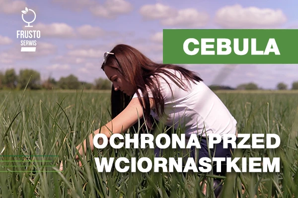 Młode zielone pędy cebuli rosnące w rzędach na polu