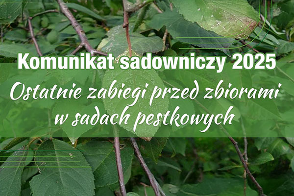 Komunikat sadowniczy 2025 – ostatnie zabiegi ochronne przed zbiorami w sadach pestkowych; zielone liście drzew owocowych w tle