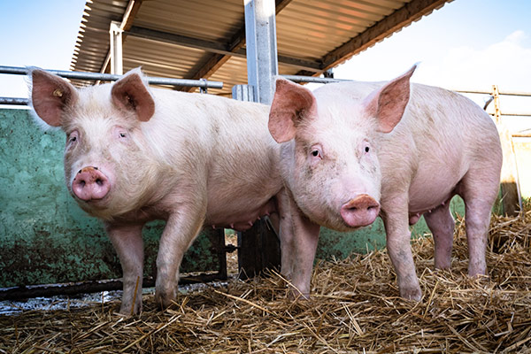 Komponenty rzepakowe w żywieniu świń – korzyści, zastosowanie i zalecenia