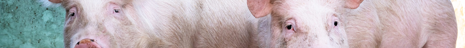 Komponenty rzepakowe w żywieniu świń – korzyści, zastosowanie i zalecenia