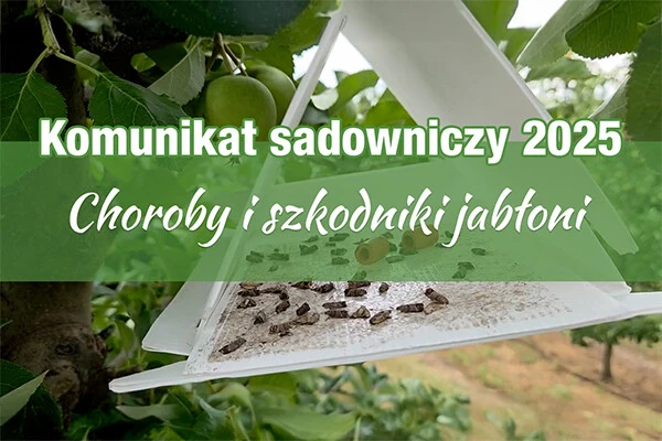 Komunikat sadowniczy 2025. Choroby i szkodniki jabłoni. W tle pułapka feromonowa w sadzie