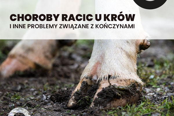 Choroby racic u krów i inne problemy związane z kończynami