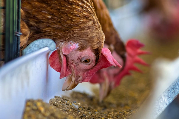 Białko rzepakowe w żywieniu drobiu