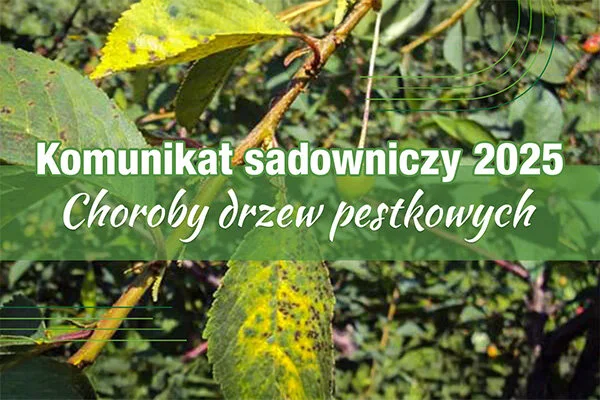 Komunikat Sadowniczy 2025 choroby pozbiorcze drzew pestkowych, w tle liście wiśni.